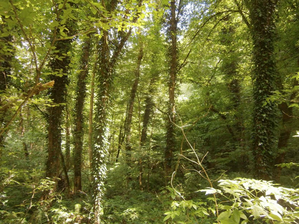 Forest trees in reserve