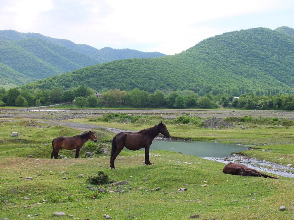 Horses grazing on banks of Alazani River