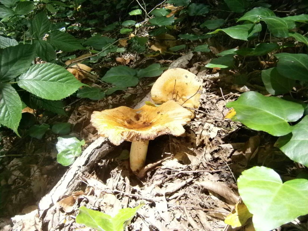 Mushroom in Batsara Reserve