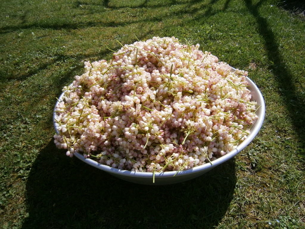 Flowers Harvested