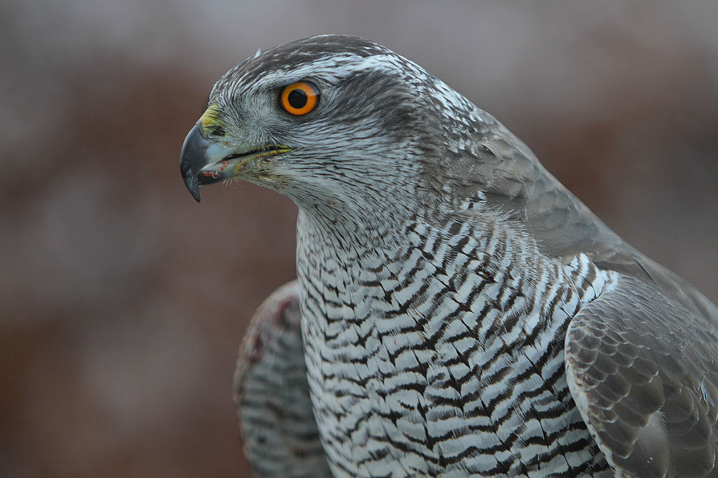 goshawk