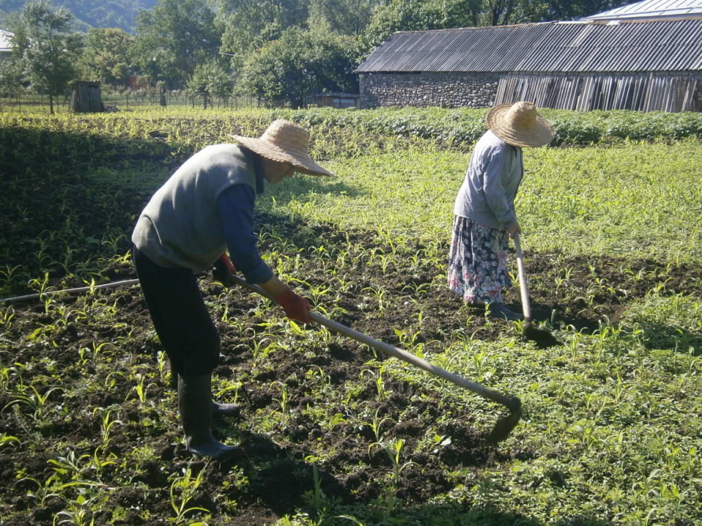 Hoeing fields